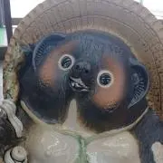 たぬき（土日祝除き14時迄毎日出荷中！）の画像