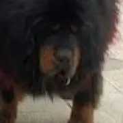 まるちゃんの画像