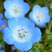 ひいらぎ【プロフ必読】の画像