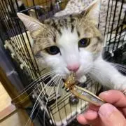 nyajii0819の画像