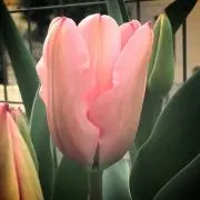Kの画像