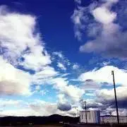 トトの画像