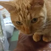 Meipo