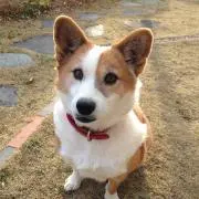 のんちゃん