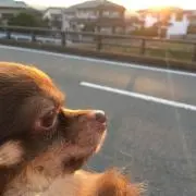 ピカチュウ