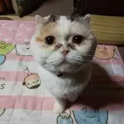 こゆき