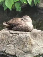 パリアティブの画像