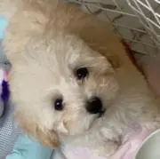 Yの画像