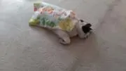 トツト