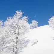 snow☆の画像