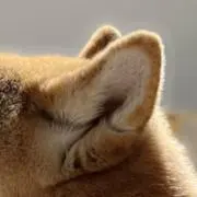 ご覧いただきありがとうございますの画像