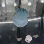 桜華の画像
