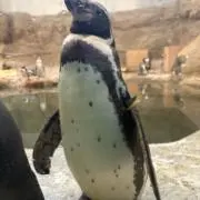 モラウの画像