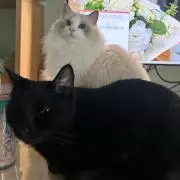 ゆきの画像