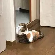 ちい☆