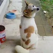 じゅのん