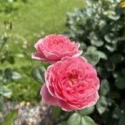 ミズタマ ☺︎︎︎︎︎︎⑅*.の画像