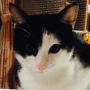 ねことろ＊プロフ必読の画像