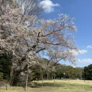 sの画像