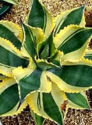 agave アガベ アトミックゴールド 雷帝錦 - メルカリ