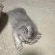 ご購入前に必ずプロフ読んでくださいの画像