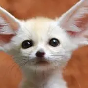 nanaの画像