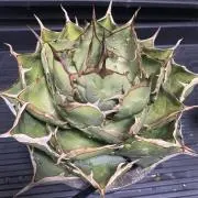 アガベ オテロイ実生 台湾鉢5寸 - メルカリ