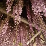藤の画像