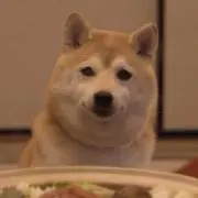 ケーニッヒの画像