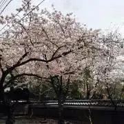 たぁの画像