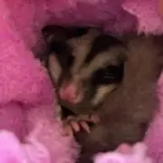 pecoの画像