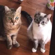 シロ