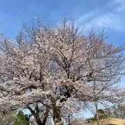 アッチュンの画像