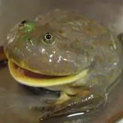 てくお-