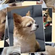 さくらの画像