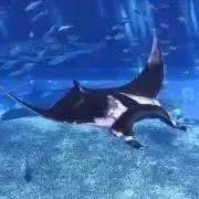 あっぴの画像