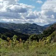 青山の画像