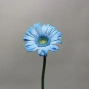 HMの画像