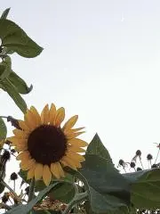 ミアーの画像