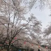 ミルシーの画像