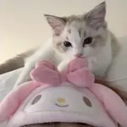 Rの画像