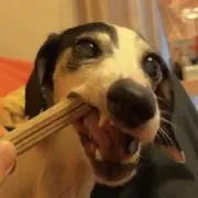 ライムミントの画像
