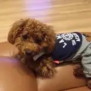 あんぶろの画像