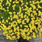なりの画像