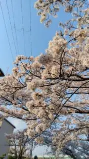 ユカの画像