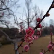 BLUEの画像
