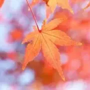 あきりんの画像