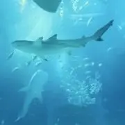 こーさかの画像