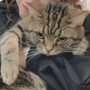 ぬこの画像