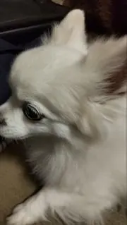 はる 値下げ交渉ＯＫ♪の画像